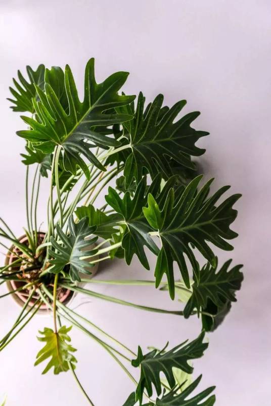 小天使鹅掌芋