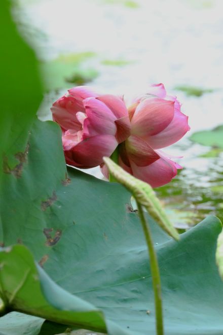 并蒂莲花
