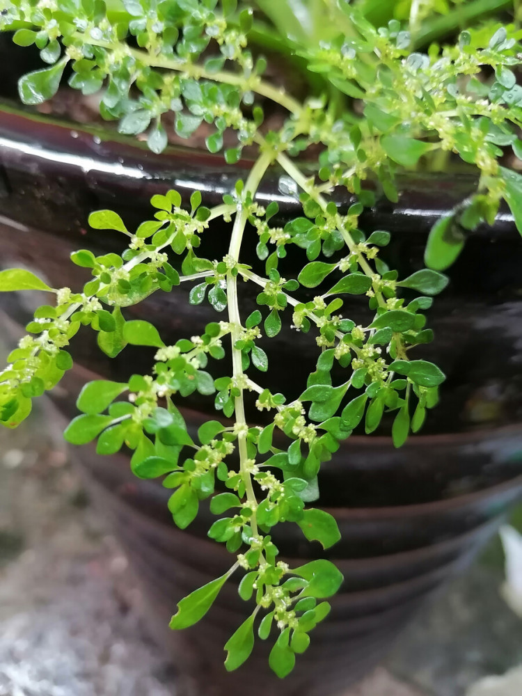 小叶冷水花植株