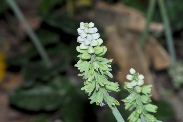 阔叶油点百合精美的花序 