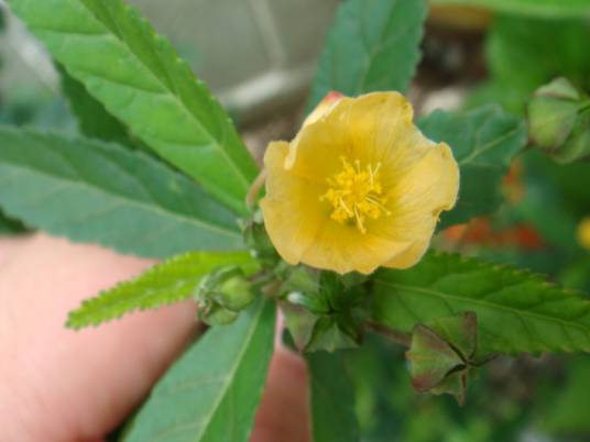 黄花棯
