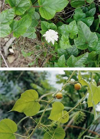 龙珠果 