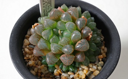 Haworthia cooperi var. truncata ISI1762 