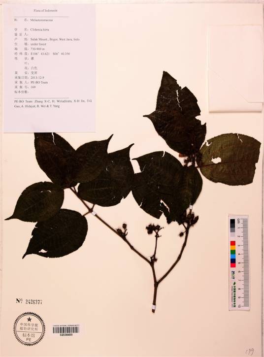 毛野牡丹