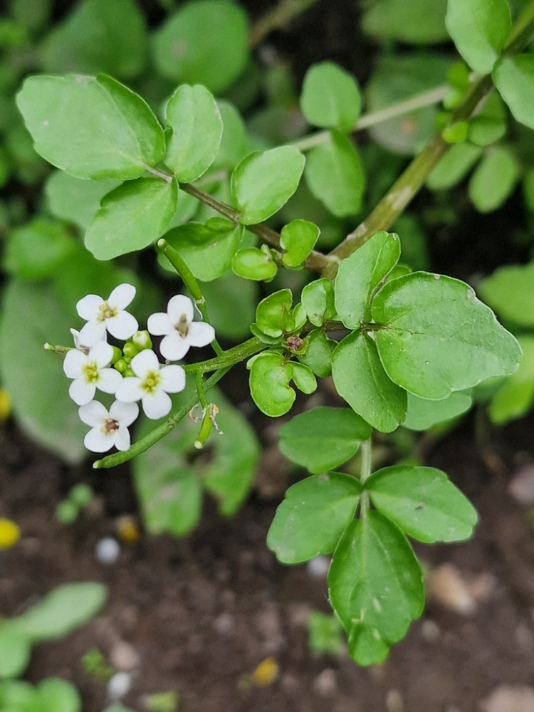 豆瓣菜的花