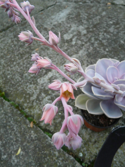 紫珍珠的花序 