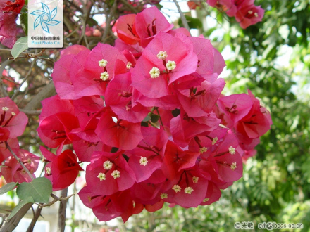 叶子花 