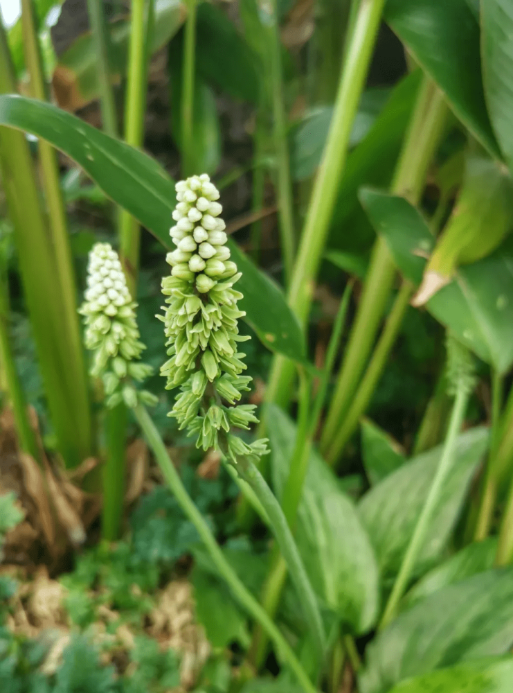 阔叶油点百合