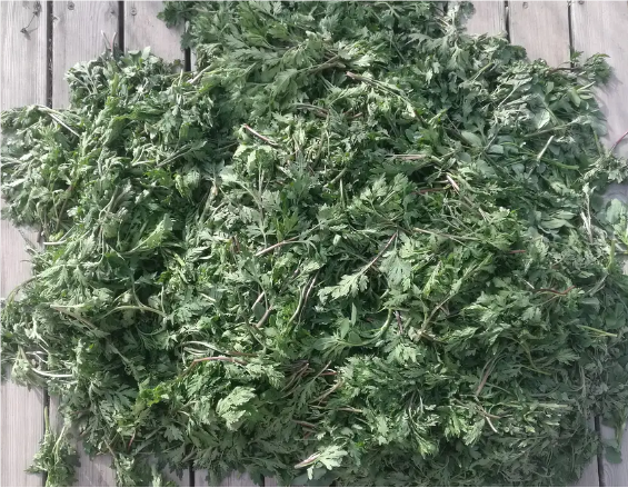 野茼蒿-中药