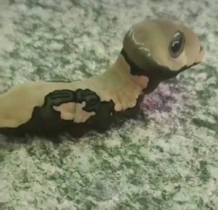 宽尾凤蝶幼虫