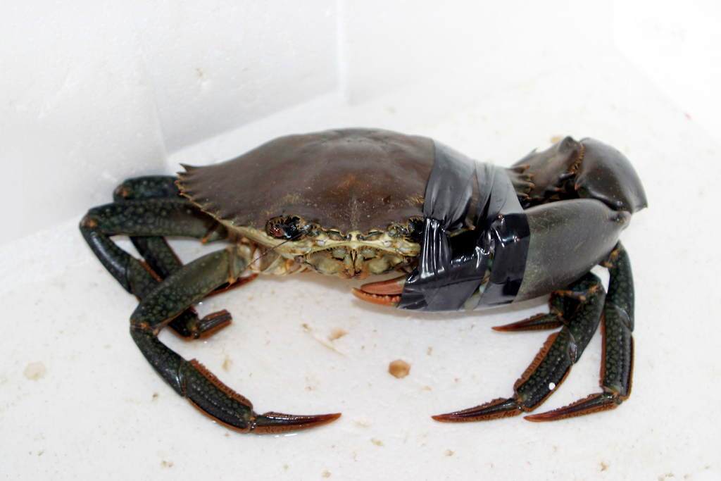 高邮湖大闸蟹