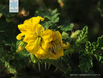 黄花刺茄 