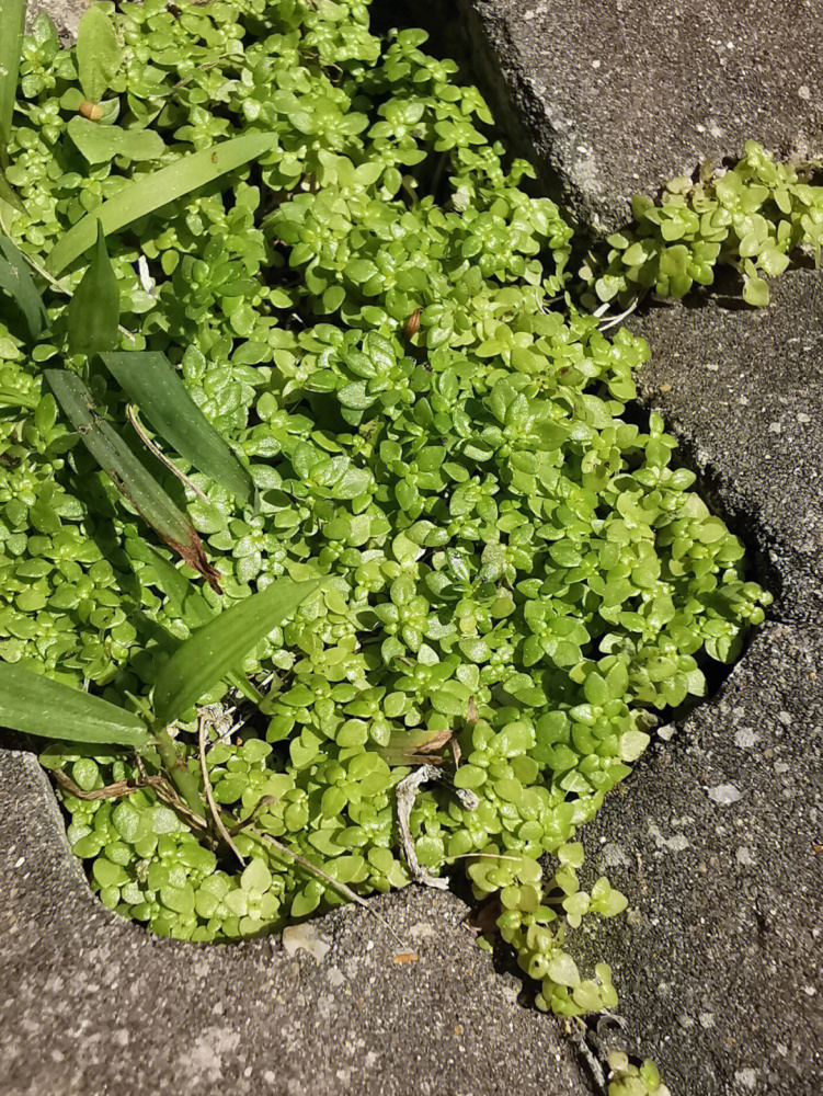 小叶冷水花植株
