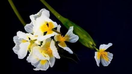 波叶海菜花