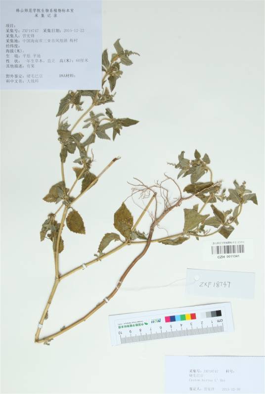 硬毛巴豆