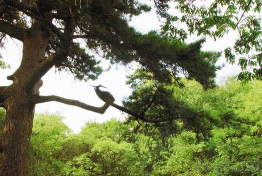 黑皮油松