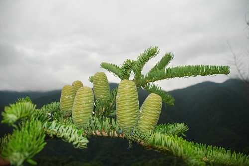 秦岭冷杉