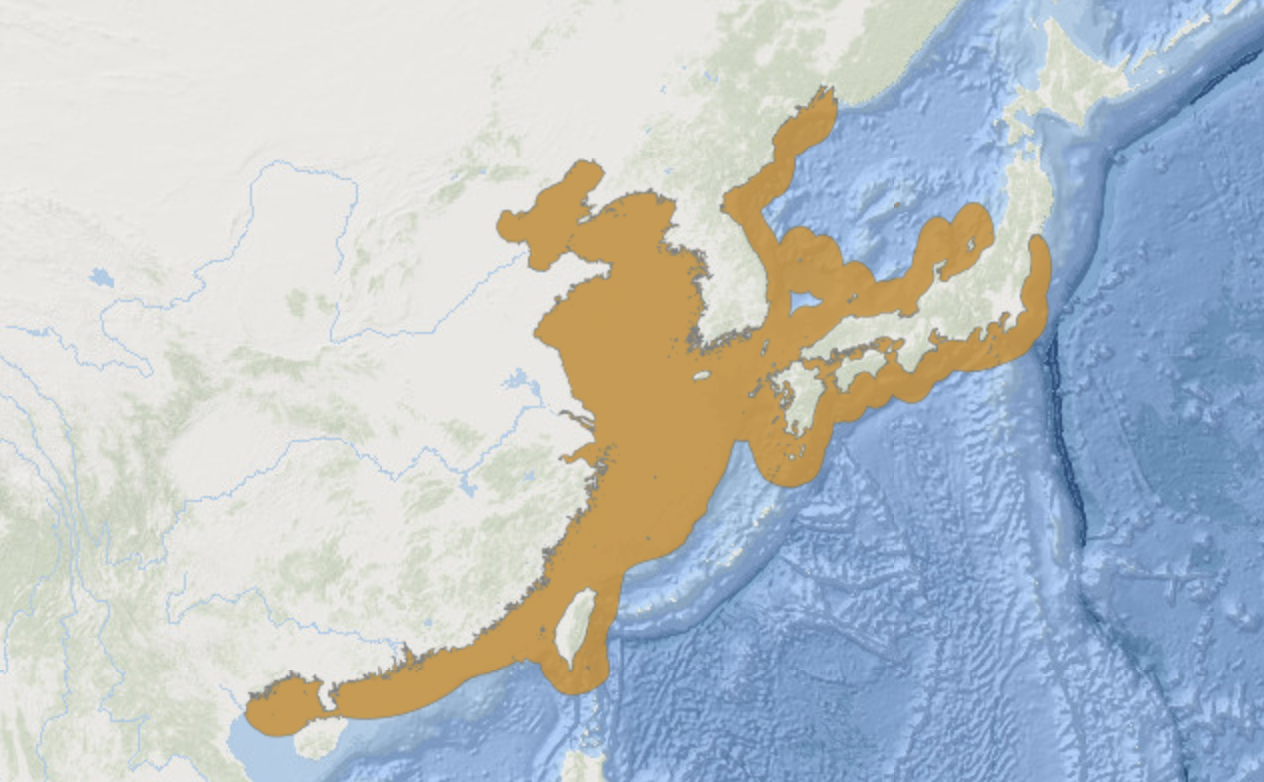 斑鰶分布图