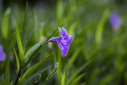 蓝花草
