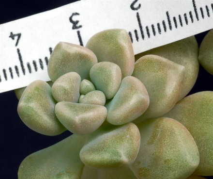 丸叶姬秋丽（Graptopetalum mendozae）