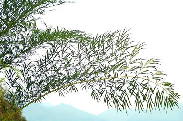 德保苏铁