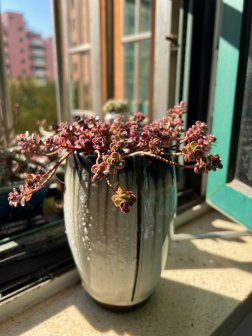 小球玫瑰