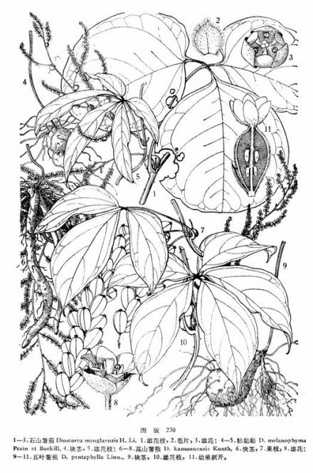 石山薯蓣