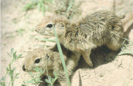 黄鼠