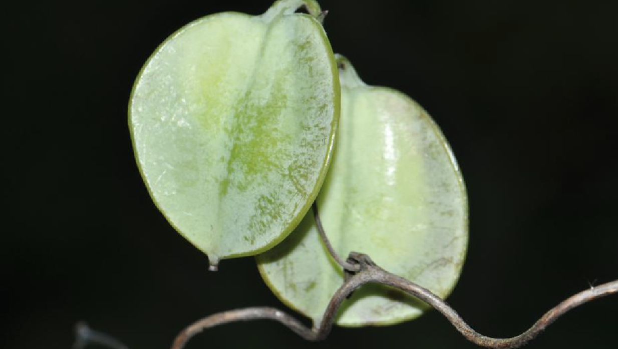 小花盾叶薯蓣