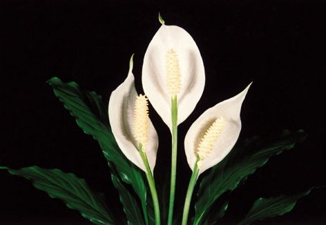 白鹤芋