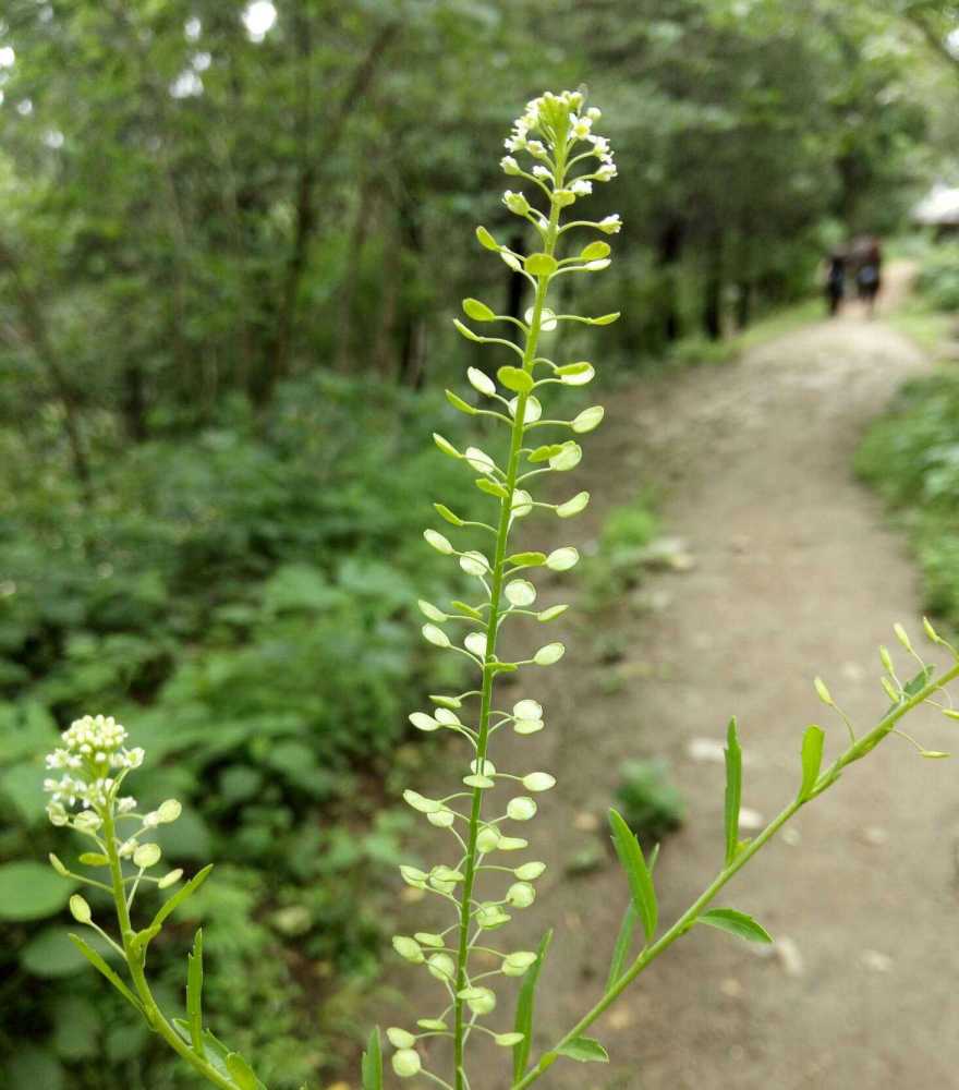 家独行菜