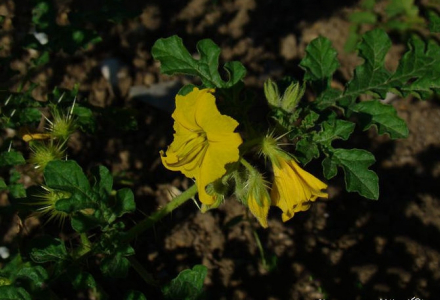 黄花刺茄