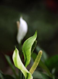 白鹤芋