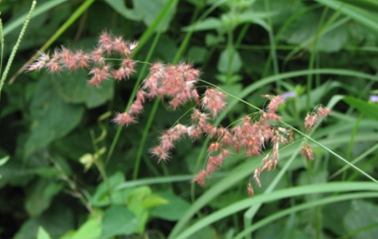 糖蜜草