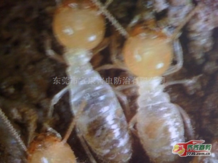 大水蚁
