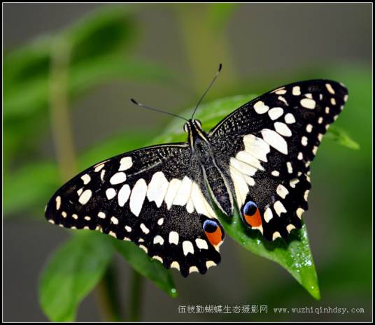 达摩凤蝶