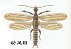 丝蚁