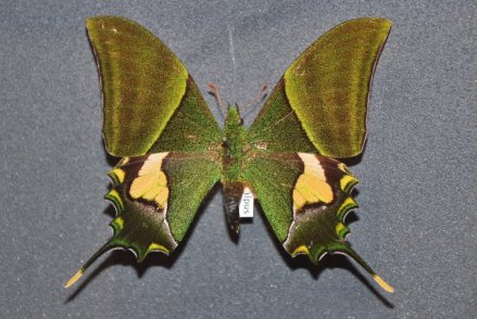 T. imperialis imperialis