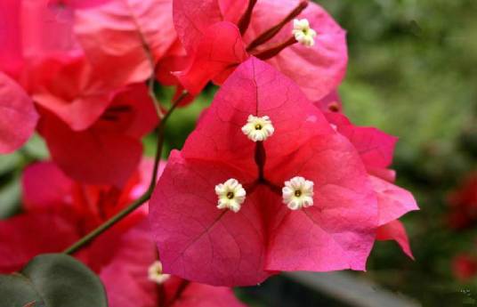 叶子花