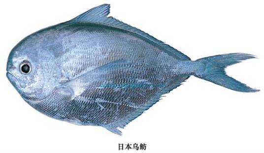 日本乌鲂