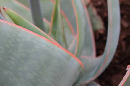Aloe striata