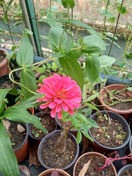 百日菊