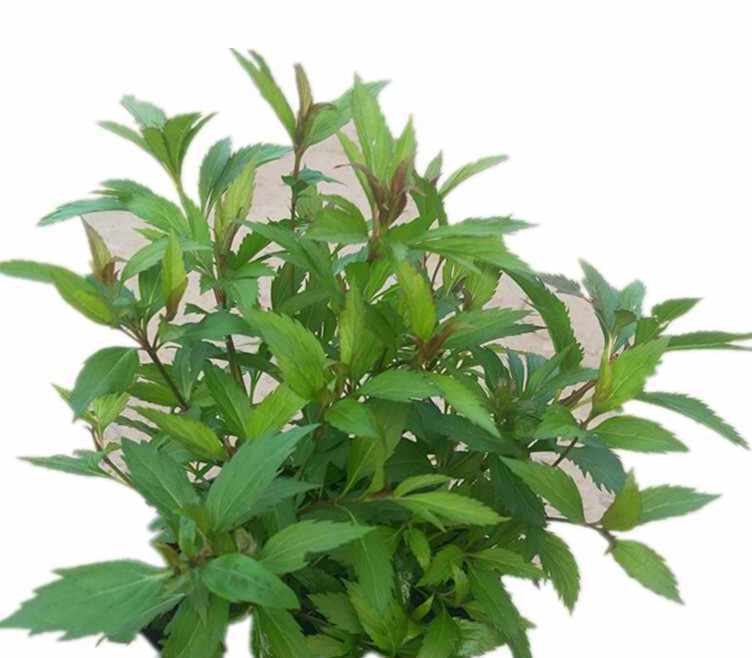 大麻叶泽兰