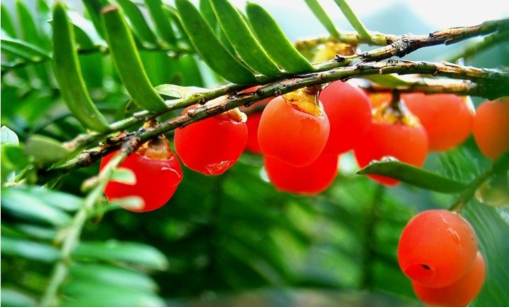 西藏红豆杉