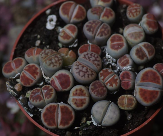 花纹玉