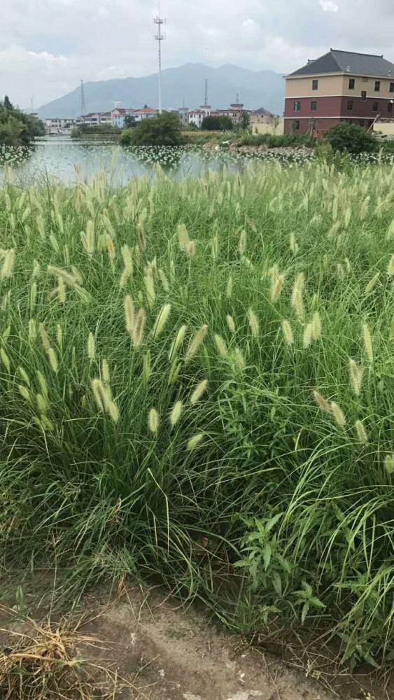 铺地狼尾草