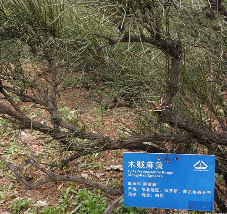 木贼麻黄