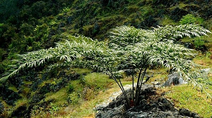 德保苏铁