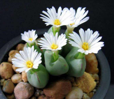 生石花