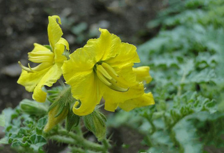 黄花刺茄